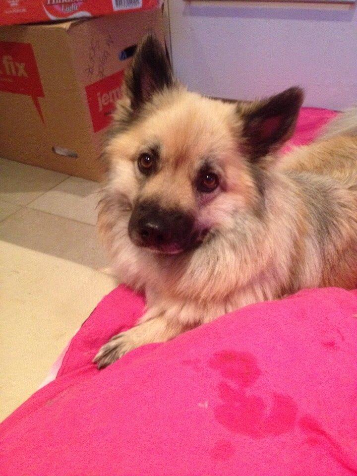 Islandsk fårehund Salka billede 10