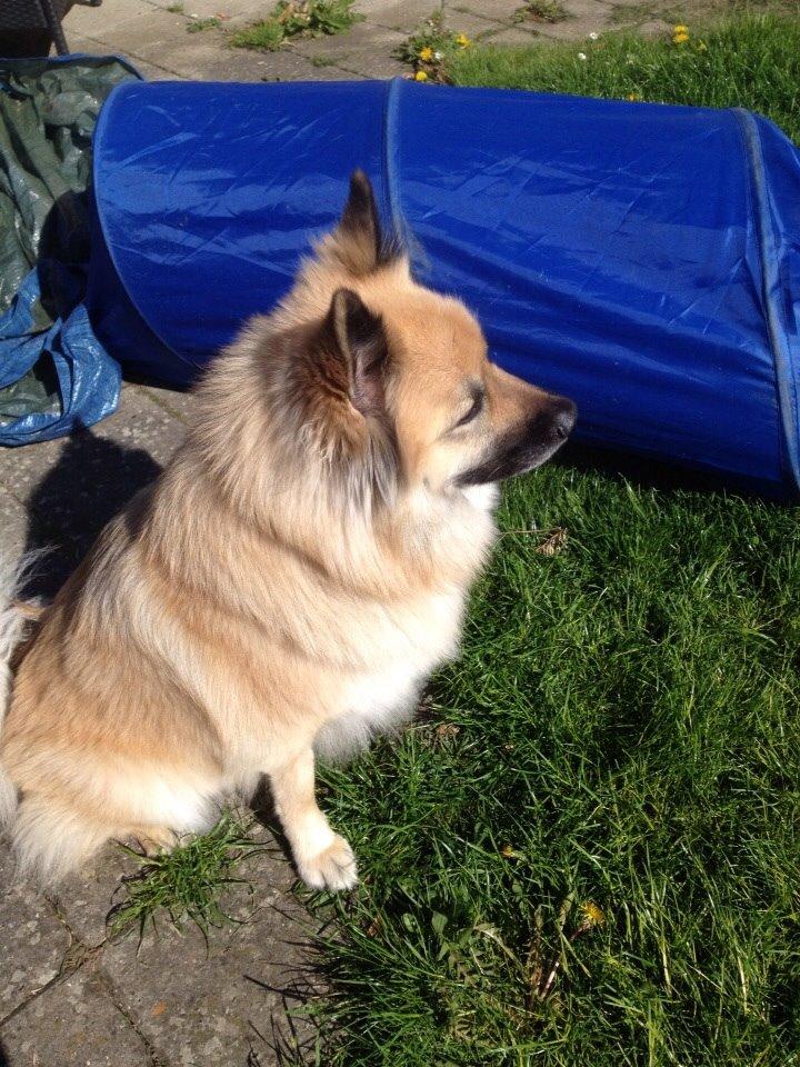 Islandsk fårehund Salka billede 11