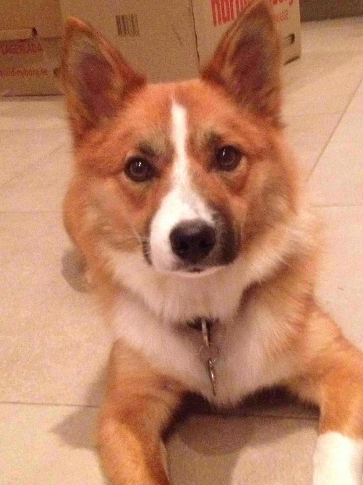 Islandsk fårehund Tigo billede 1