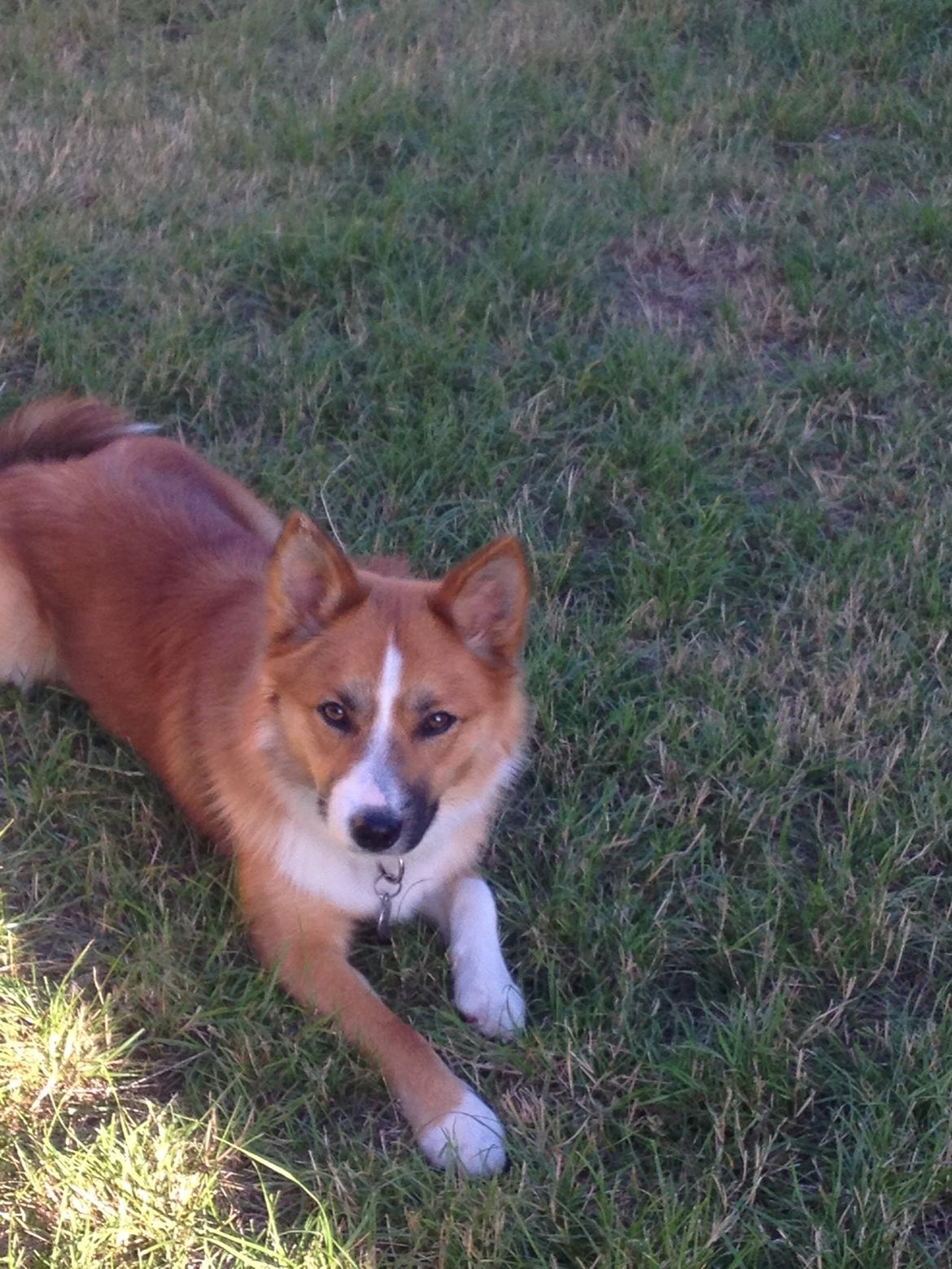 Islandsk fårehund Tigo billede 2