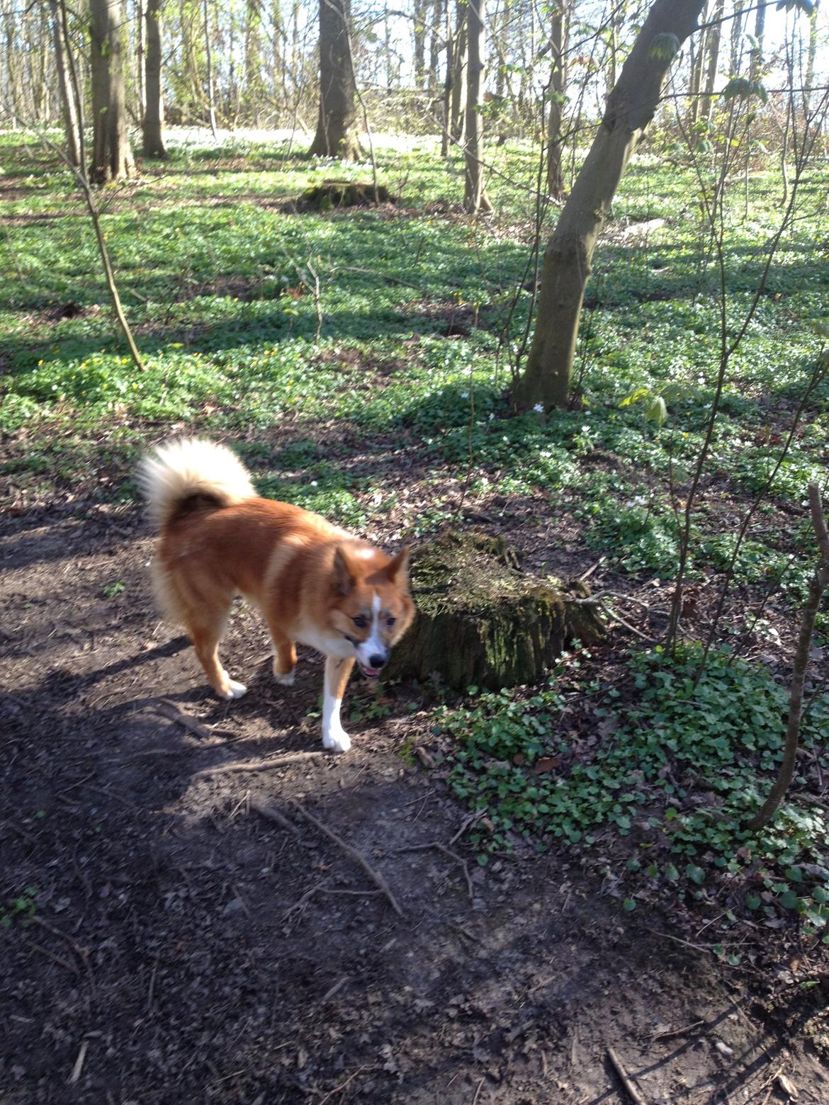 Islandsk fårehund Tigo billede 3