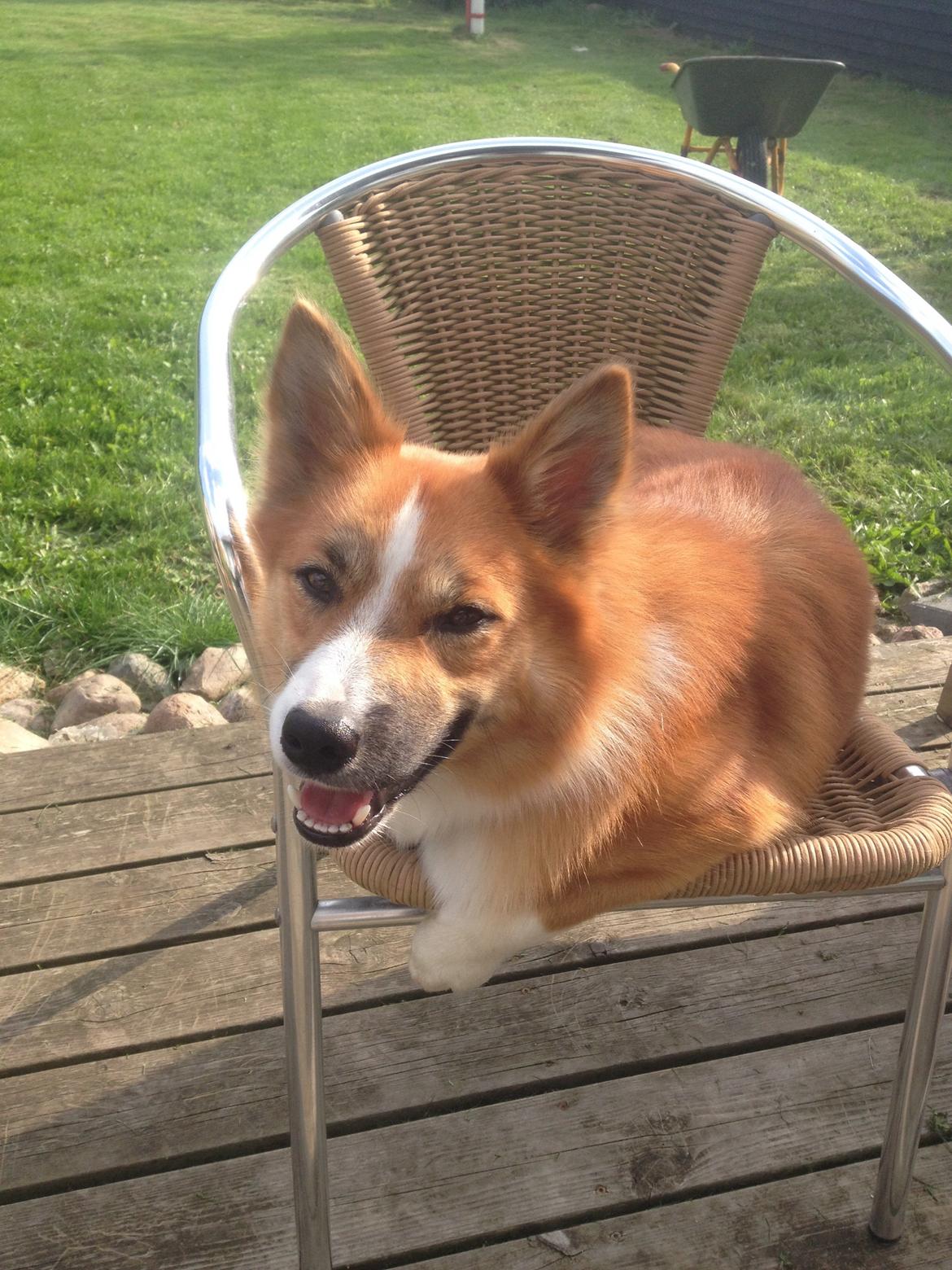 Islandsk fårehund Tigo billede 4