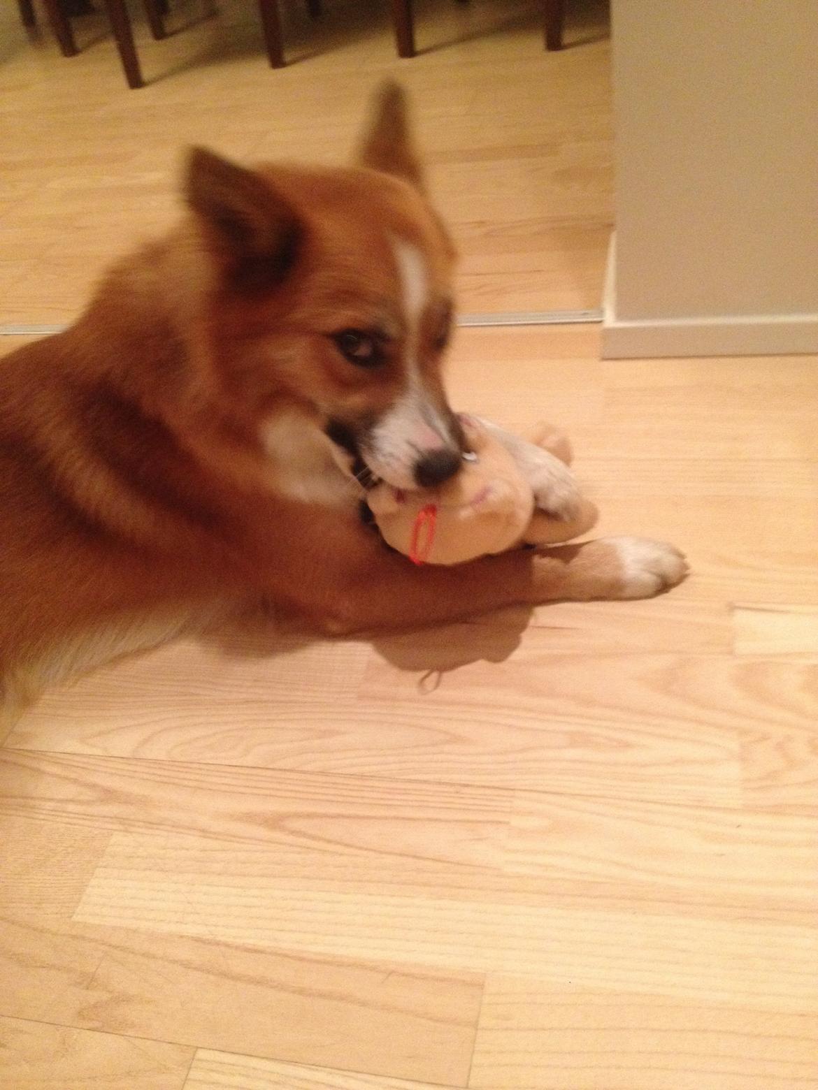 Islandsk fårehund Tigo billede 5