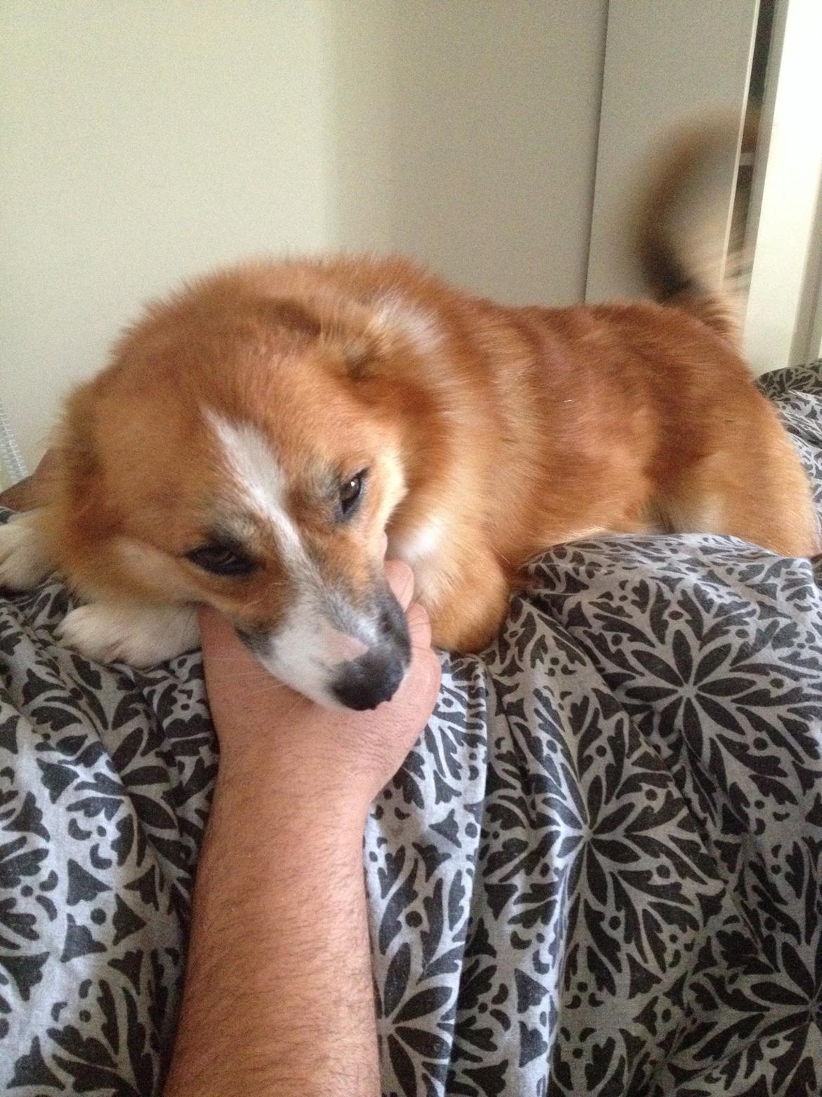 Islandsk fårehund Tigo billede 7