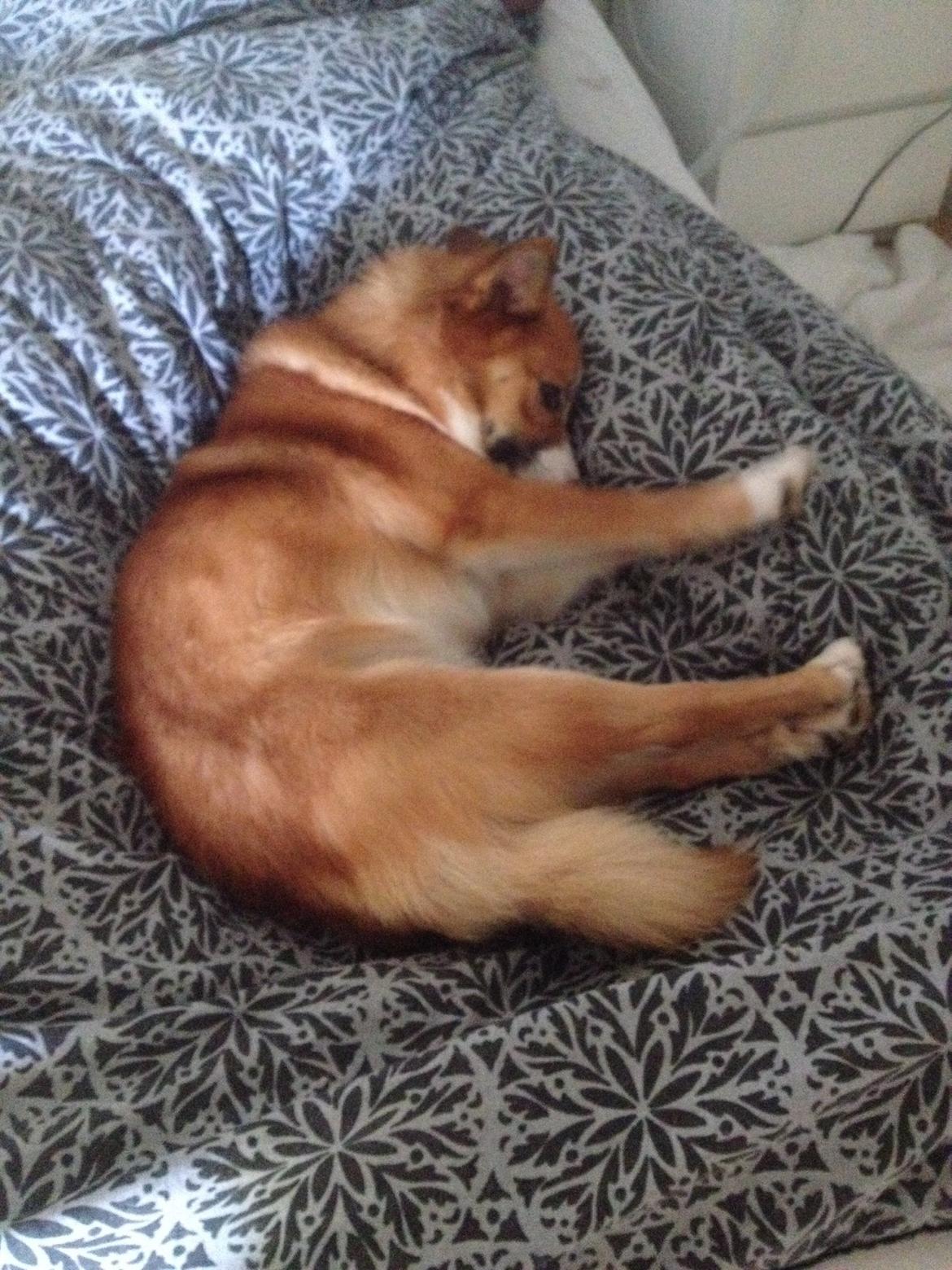 Islandsk fårehund Tigo billede 8