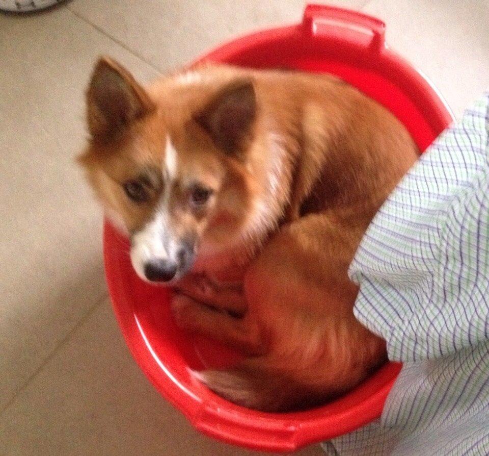 Islandsk fårehund Tigo billede 6