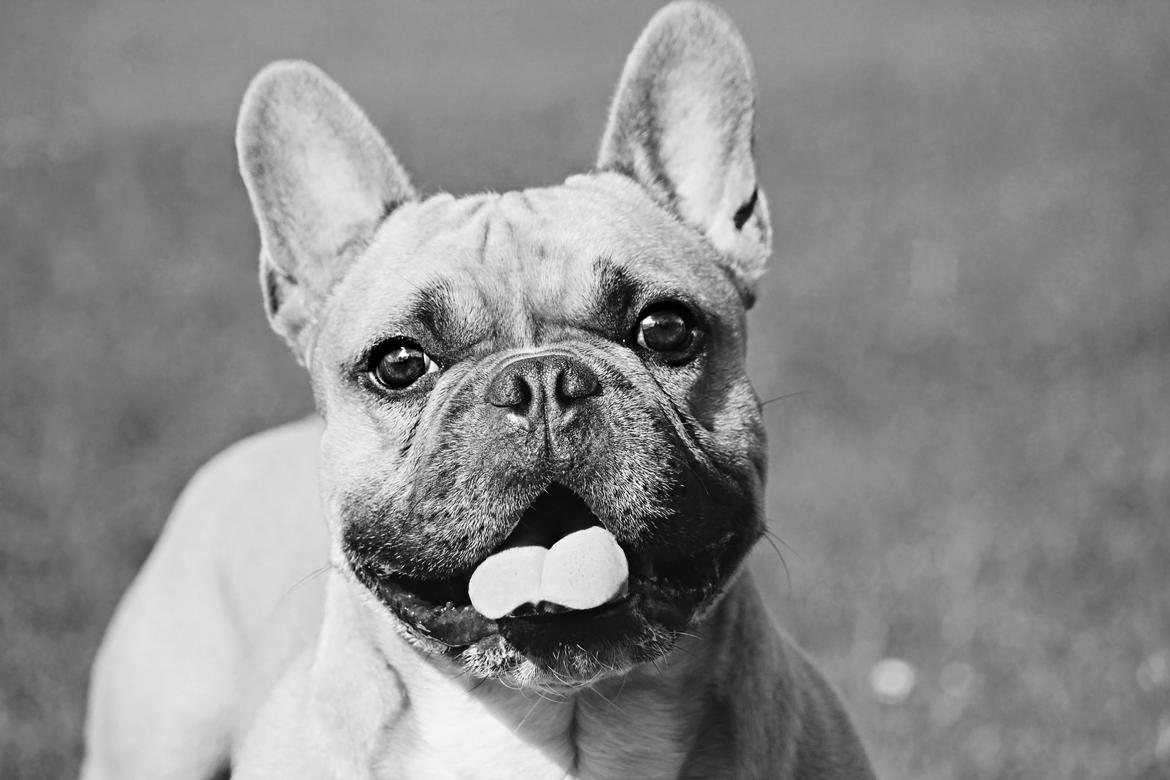 Fransk bulldog Mojo - Septemper 14'. billede 1