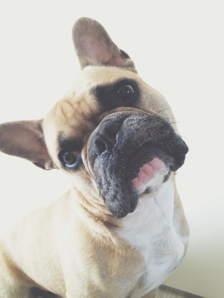 Fransk bulldog Mojo billede 20