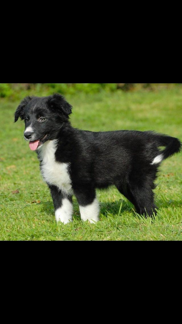 Border collie Dot billede 1