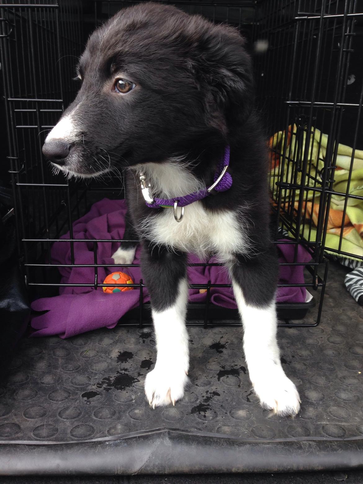 Border collie Dot billede 2