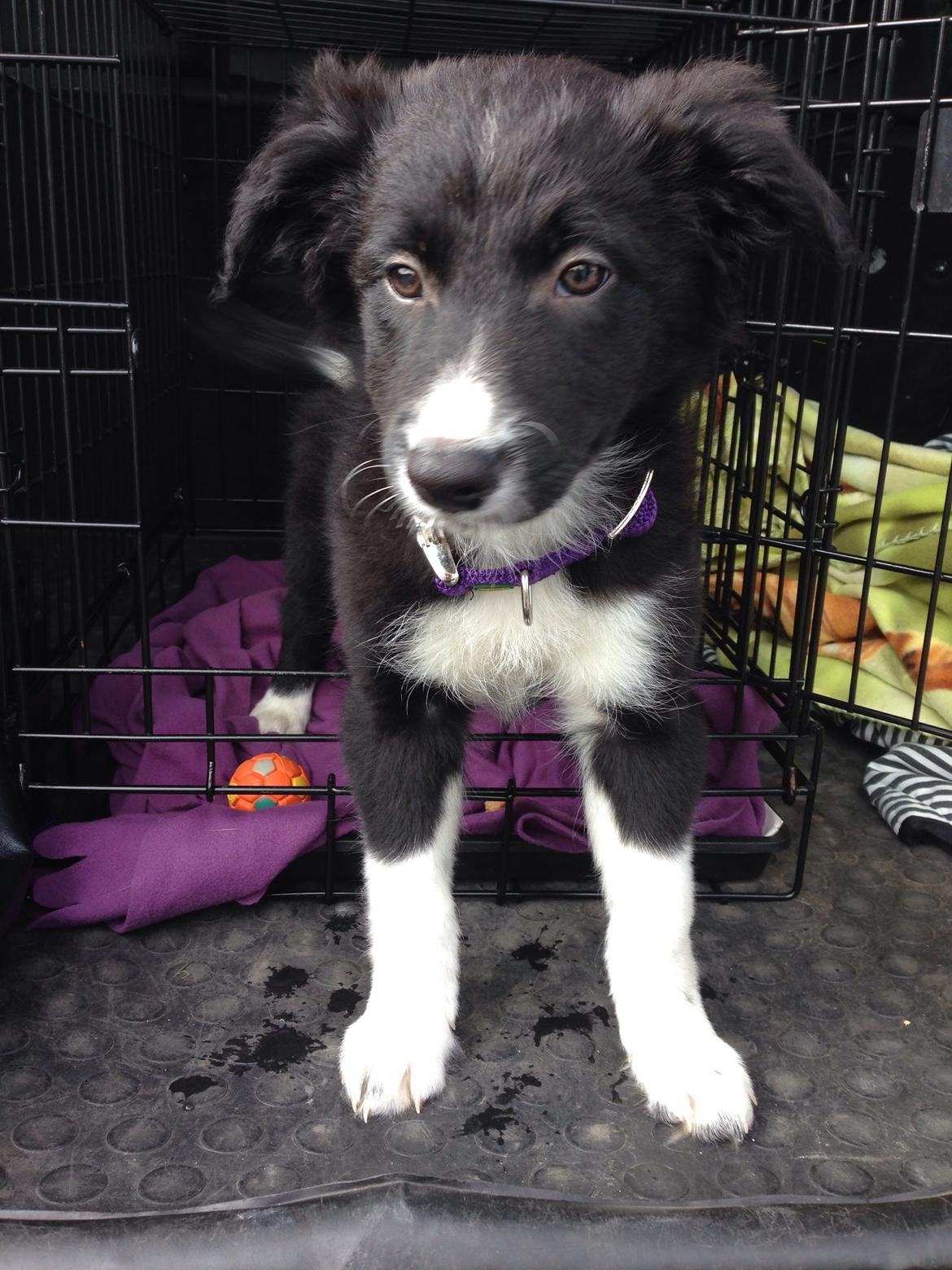 Border collie Dot billede 3