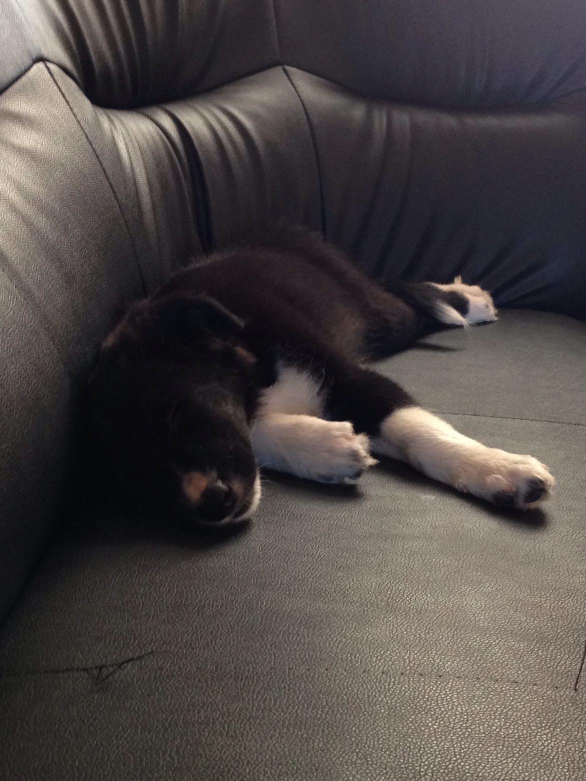 Border collie Dot billede 4