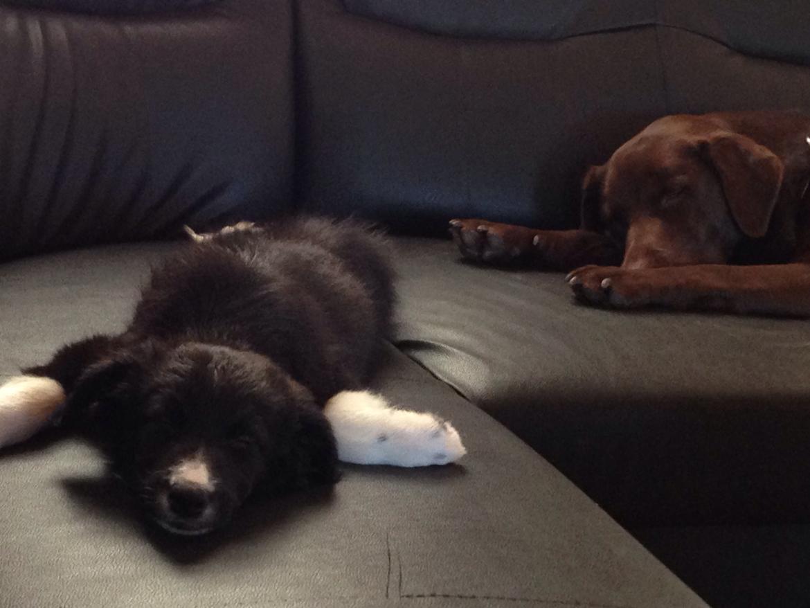 Border collie Dot billede 5