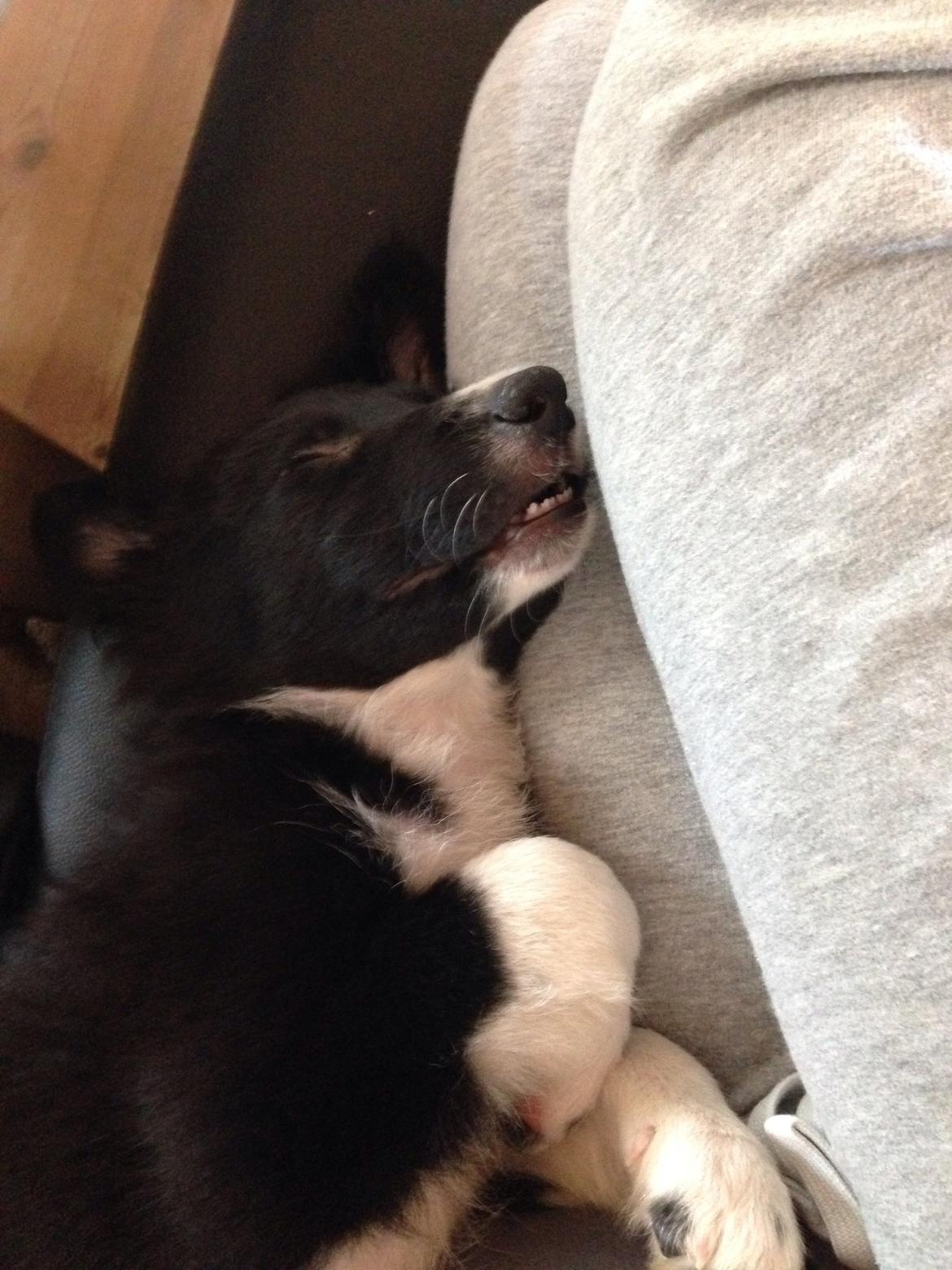 Border collie Dot billede 6