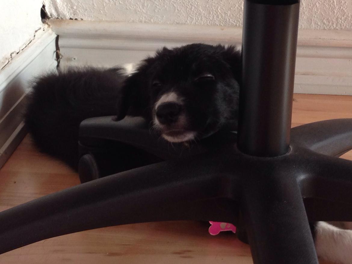 Border collie Dot billede 7