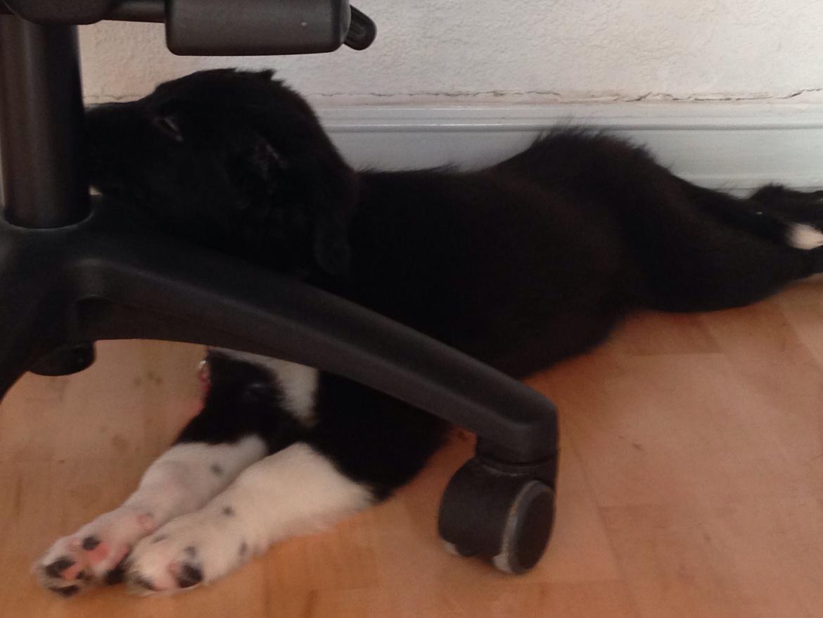 Border collie Dot billede 8