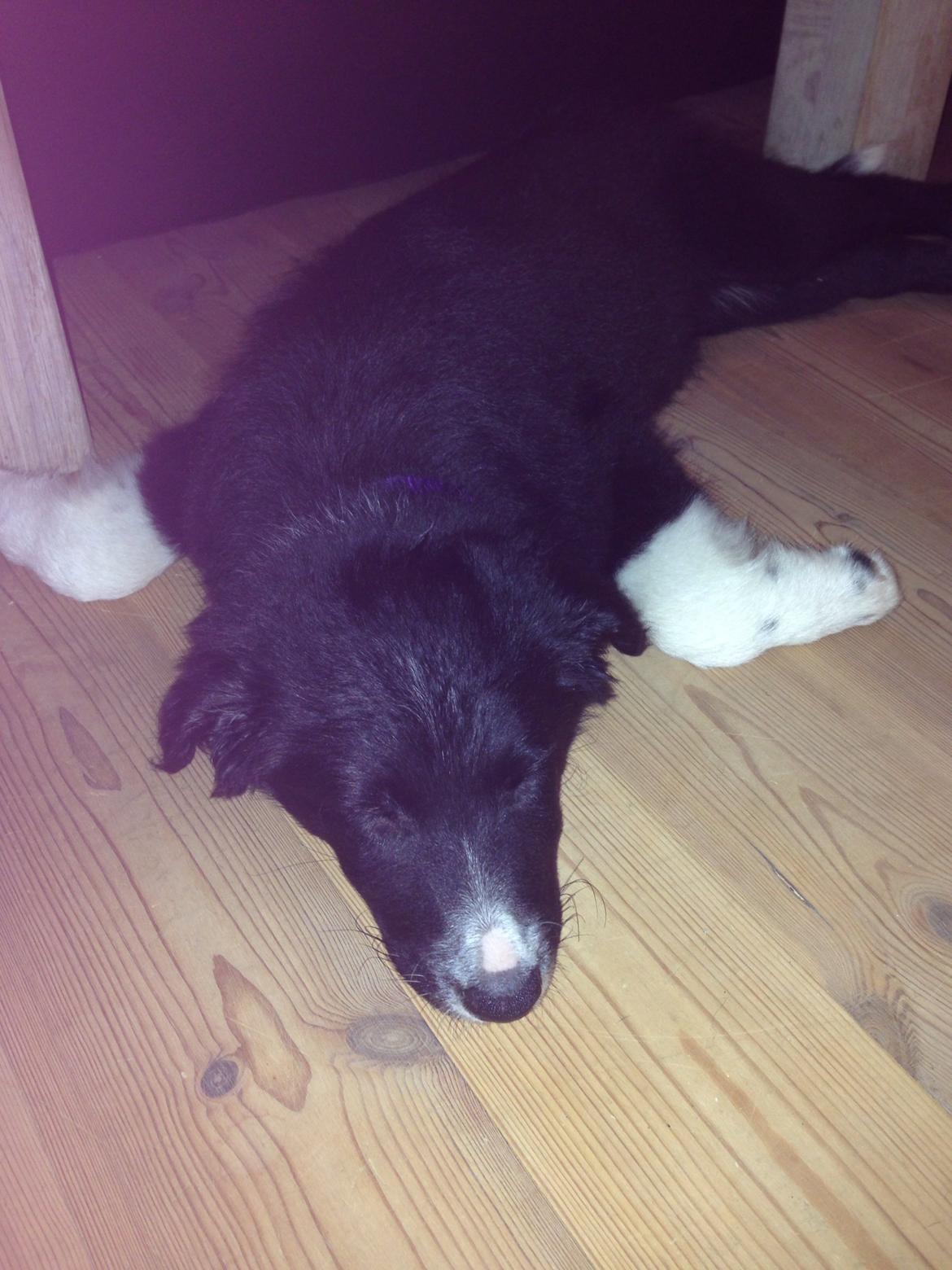 Border collie Dot billede 9