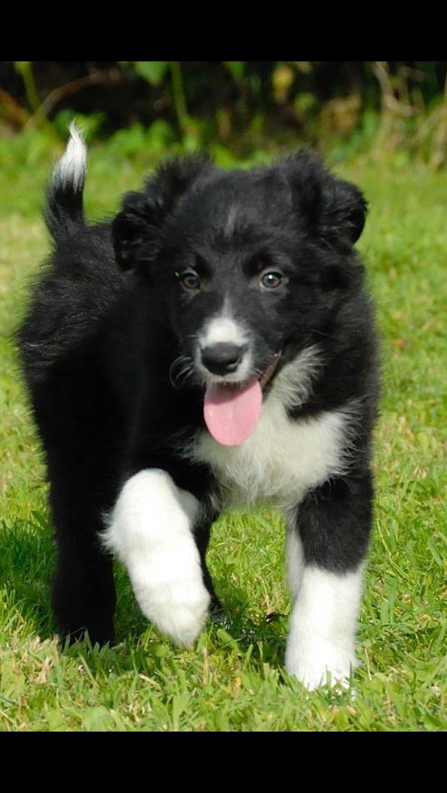 Border collie Dot billede 10