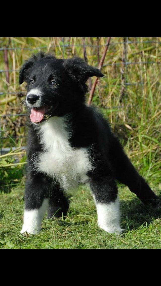 Border collie Dot billede 11