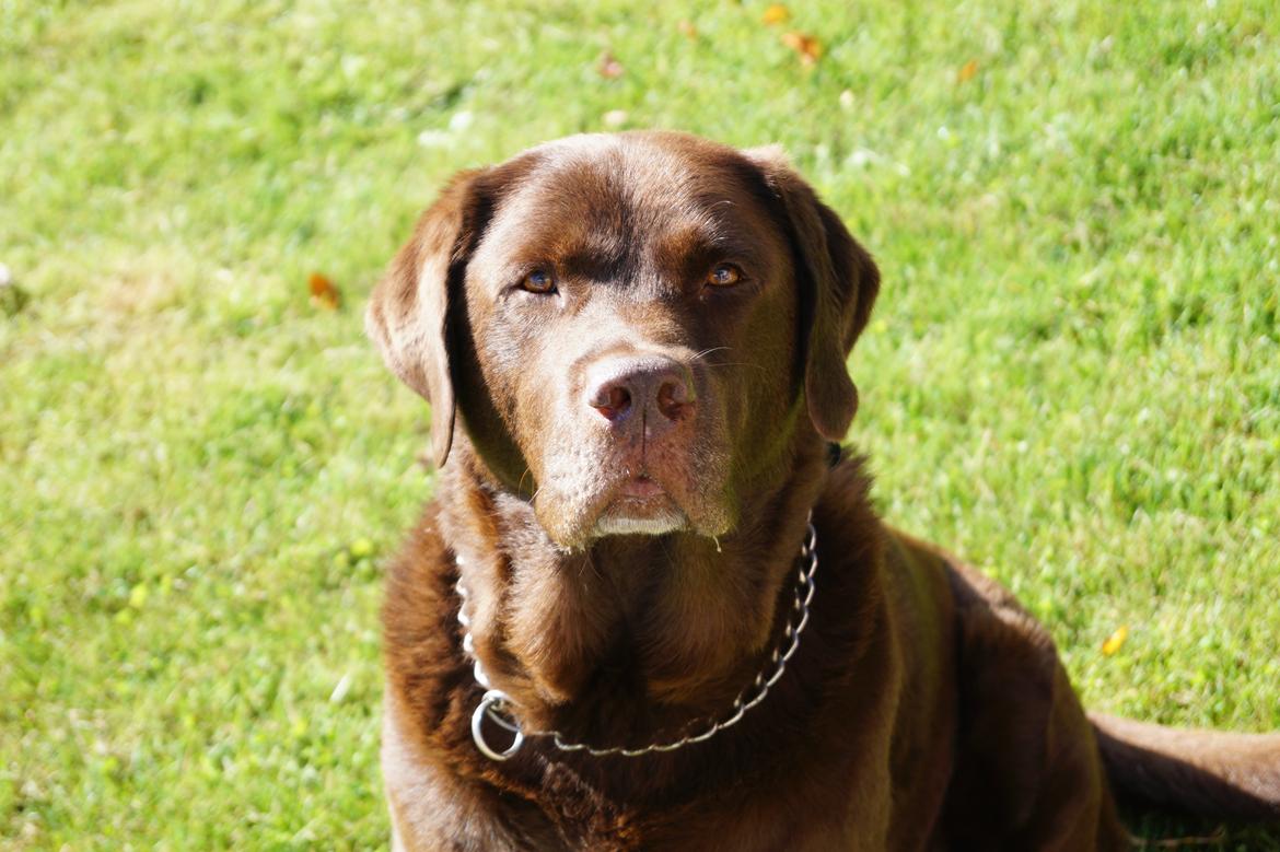 Labrador retriever Louie - Velkommen til Louie's profil billede 1