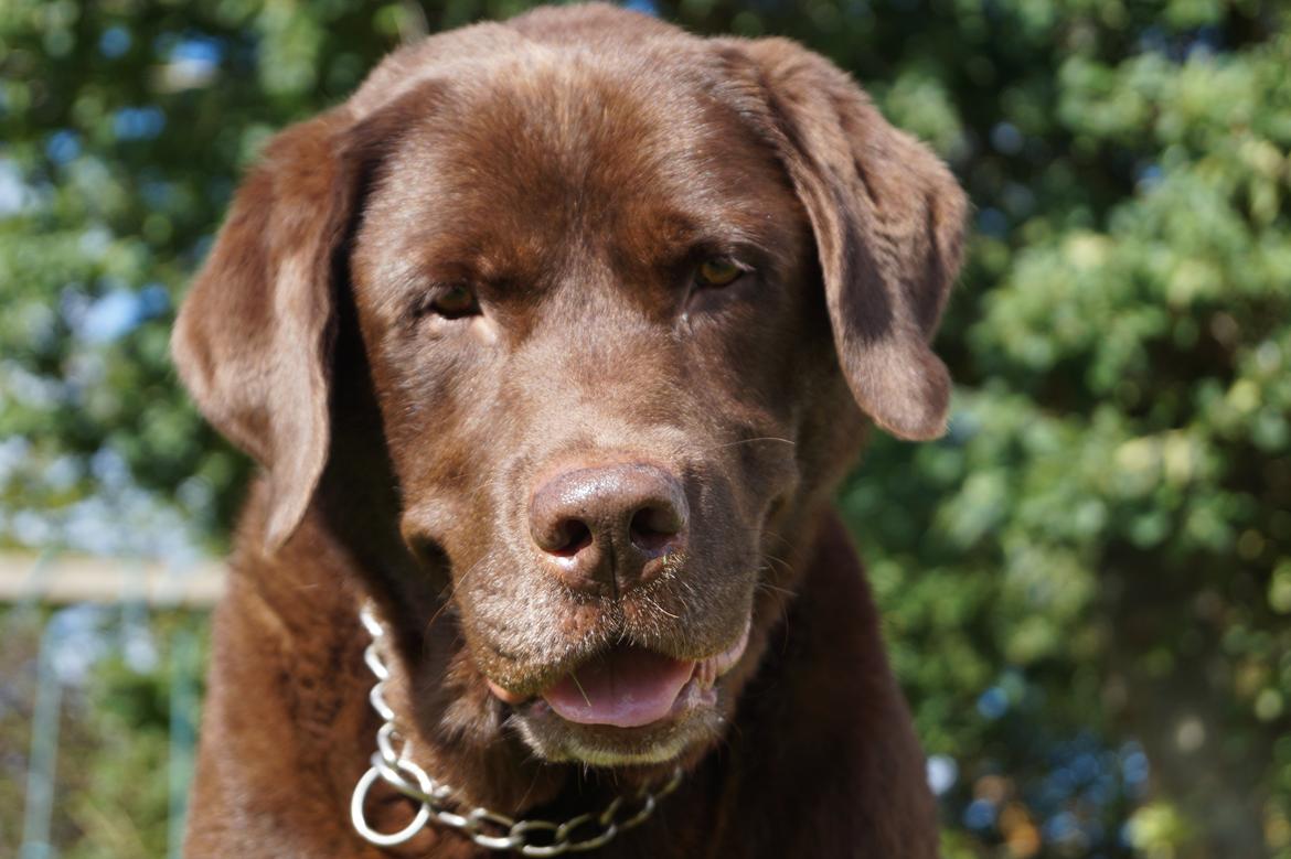 Labrador retriever Louie - Louie til fotoshoot i haven :-) billede 16