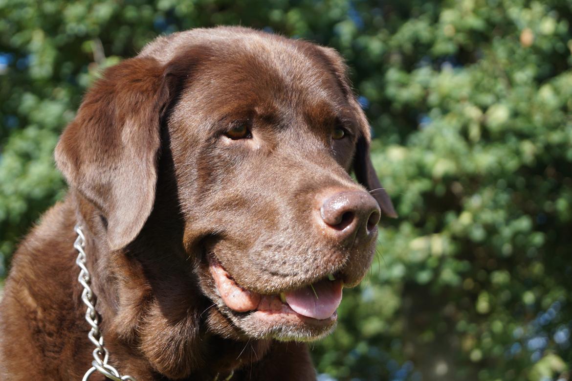 Labrador retriever Louie - Louie til fotoshoot i haven :-) billede 3