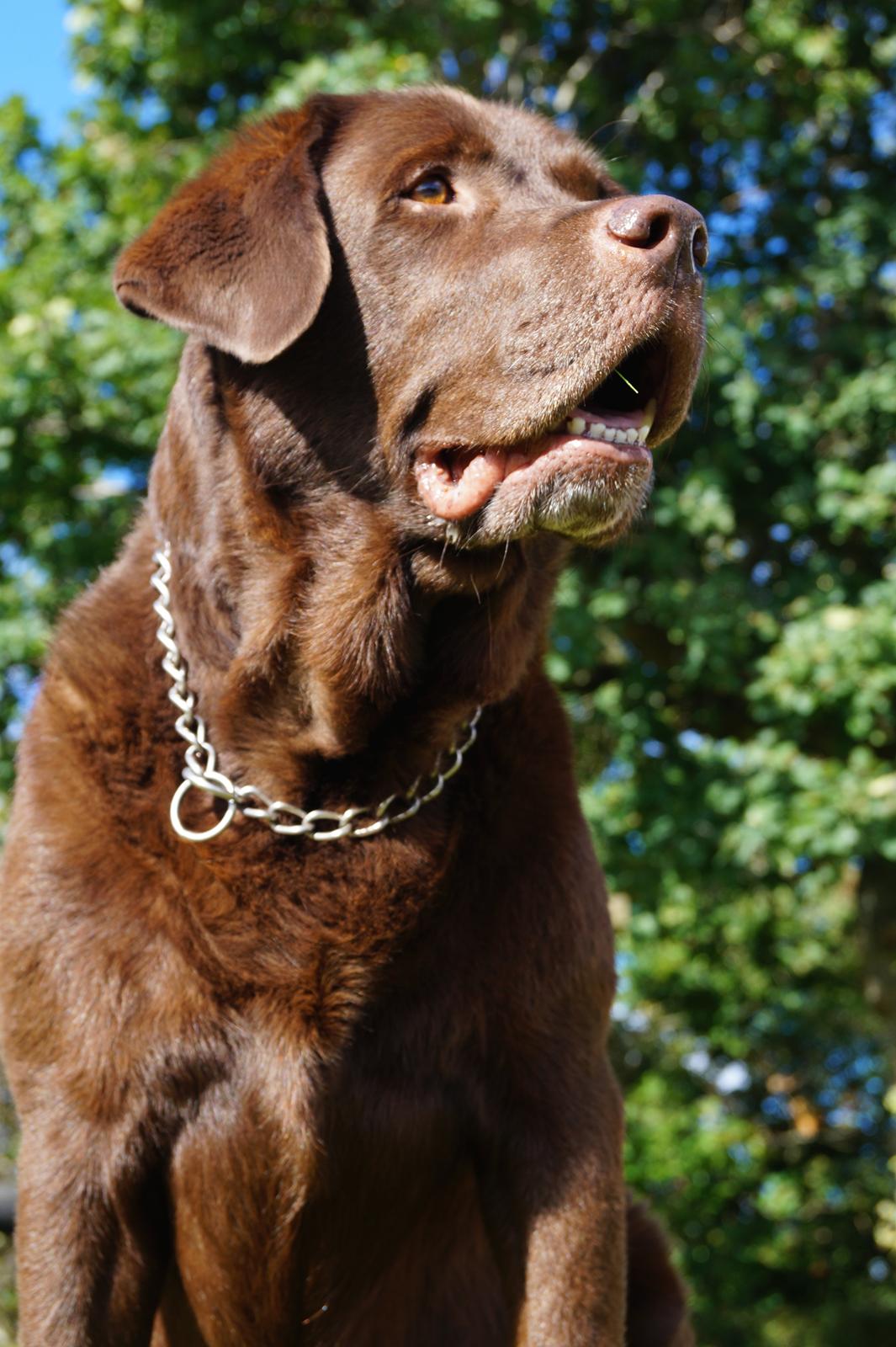 Labrador retriever Louie - Louie til fotoshoot i haven :-) billede 2