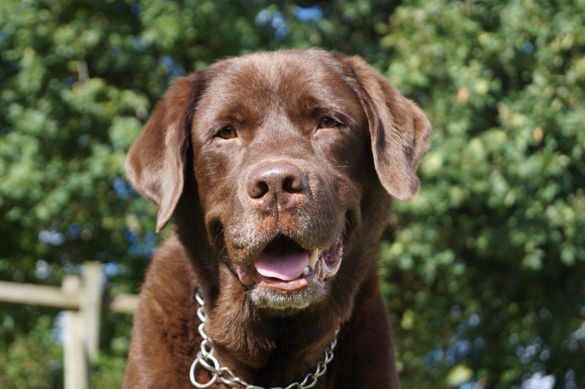 Labrador retriever Louie - Tak for kigget ved min skønne Louie :-) billede 36