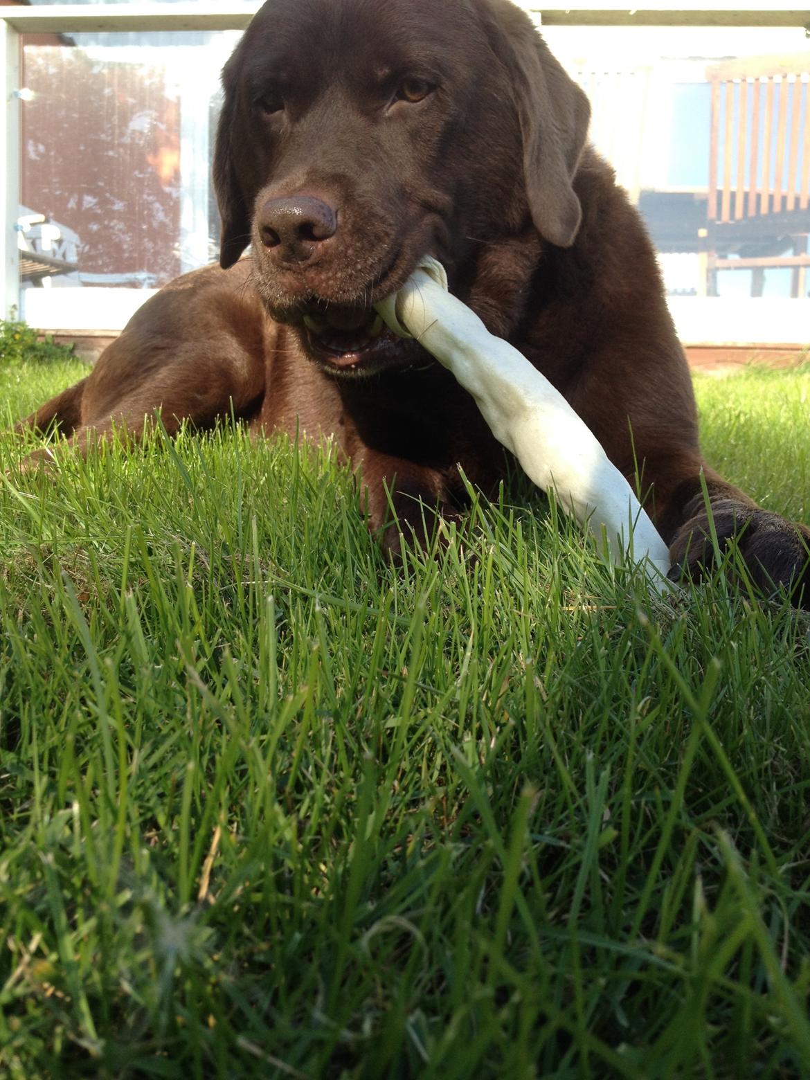 Labrador retriever Louie - Louie ELSKER kødben billede 11