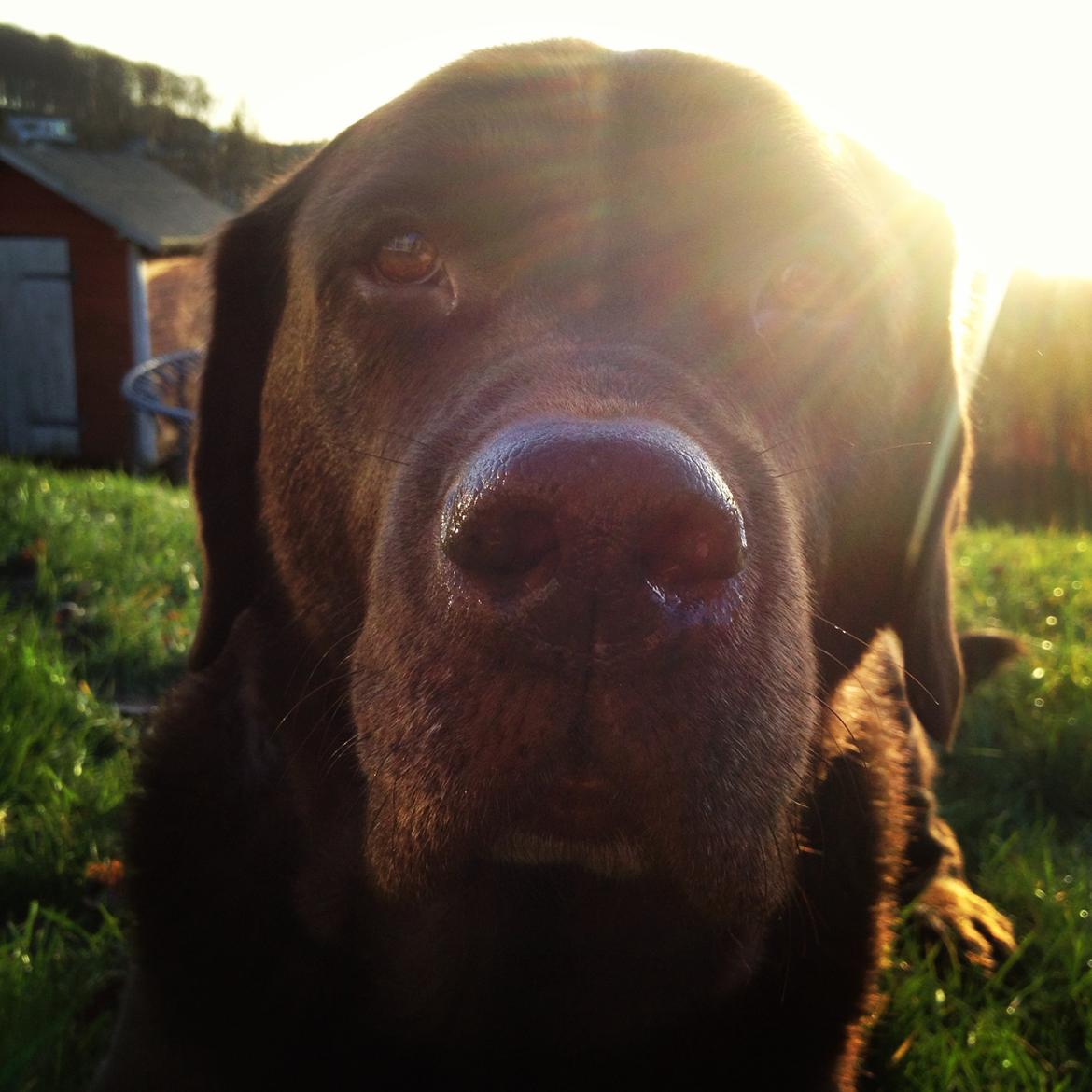 Labrador retriever Louie - Louie og jeg i haven billede 9