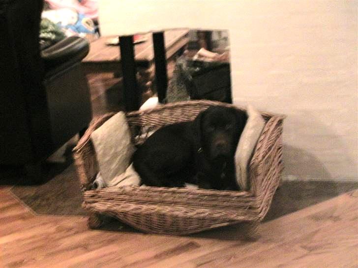 Labrador retriever Louie - Louie som hvalp billede 17