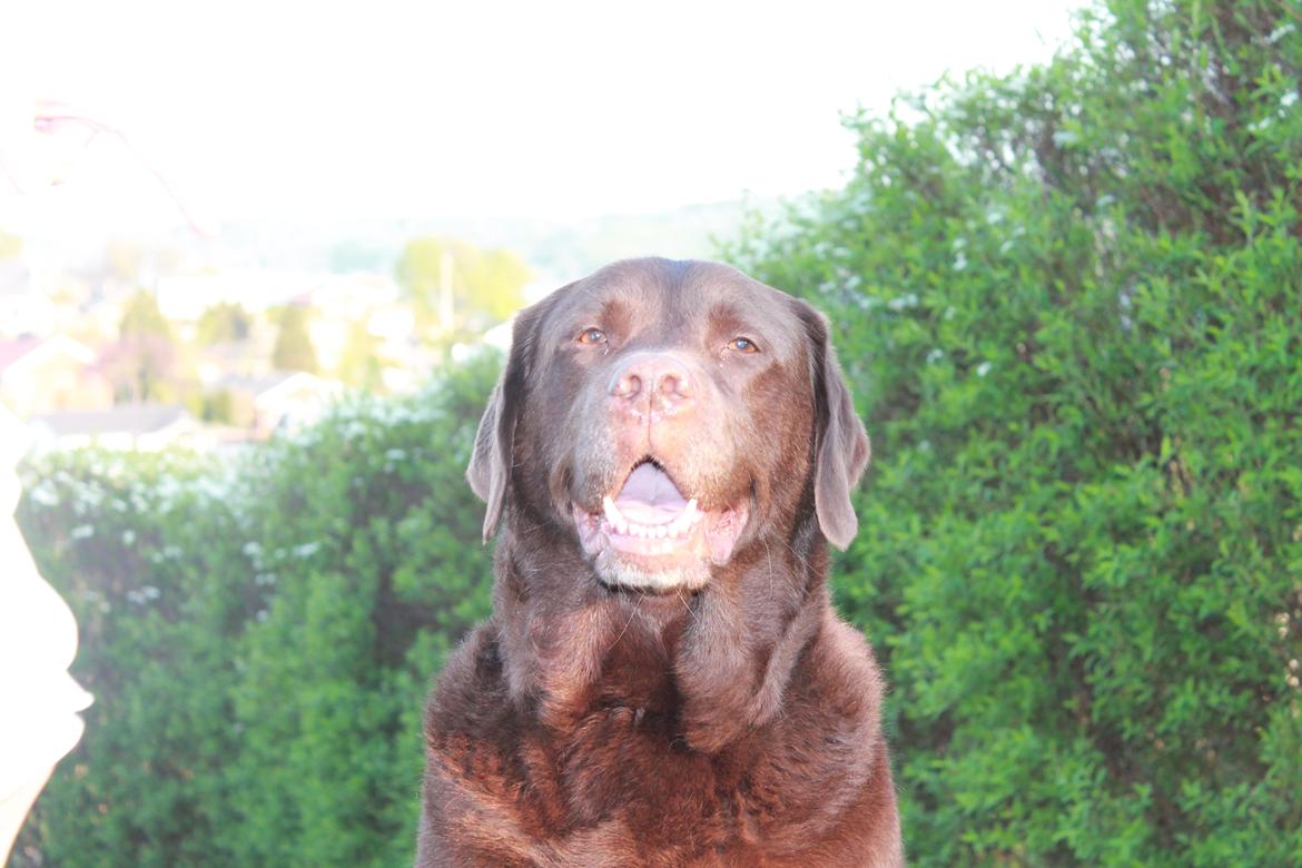 Labrador retriever Louie - Louie til min konfirmation billede 32