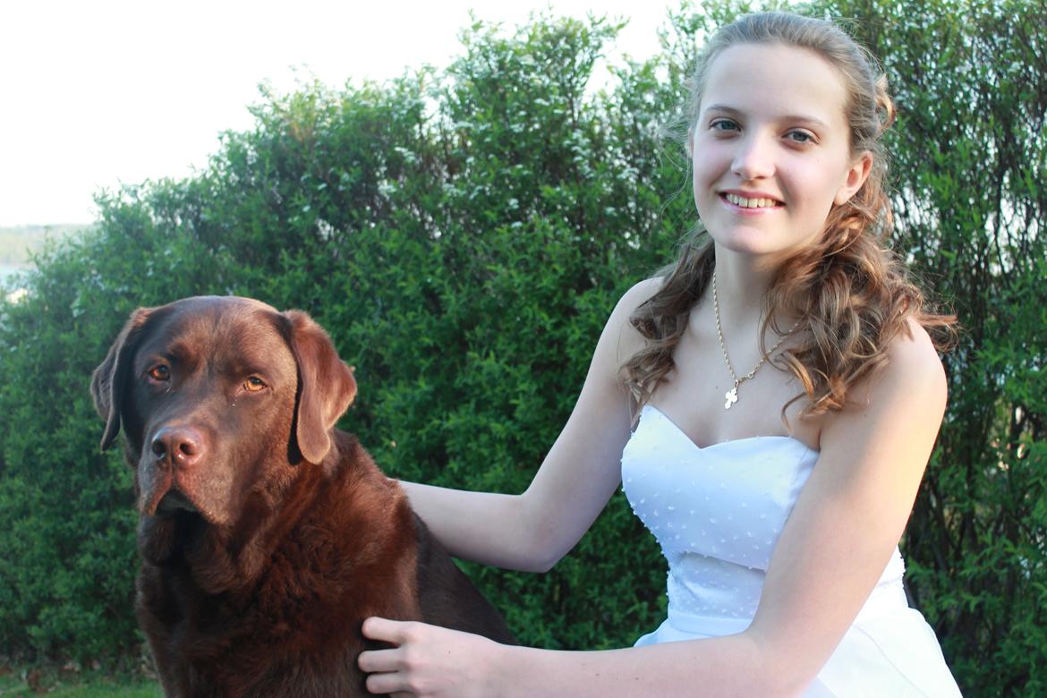Labrador retriever Louie - Louie til min konfirmation billede 18