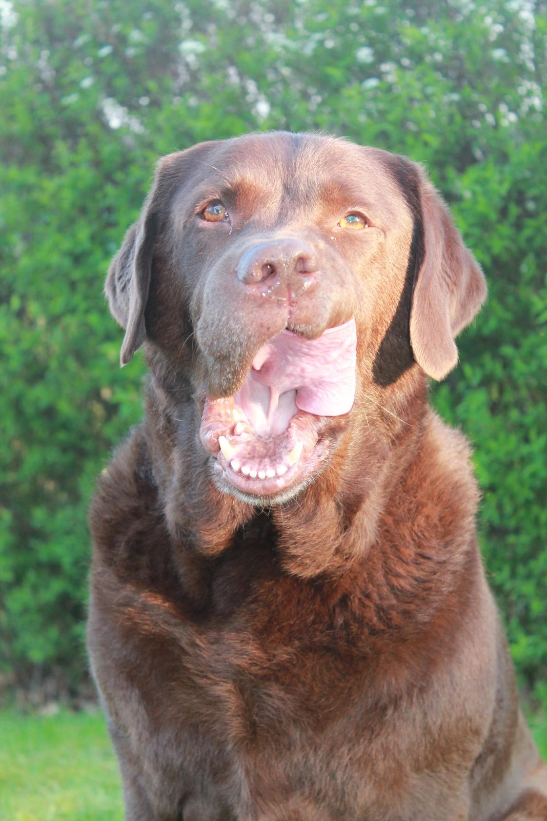 Labrador retriever Louie - Louie til min konfirmation billede 14