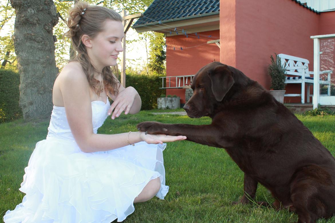 Labrador retriever Louie - Louie til min konfirmation billede 22