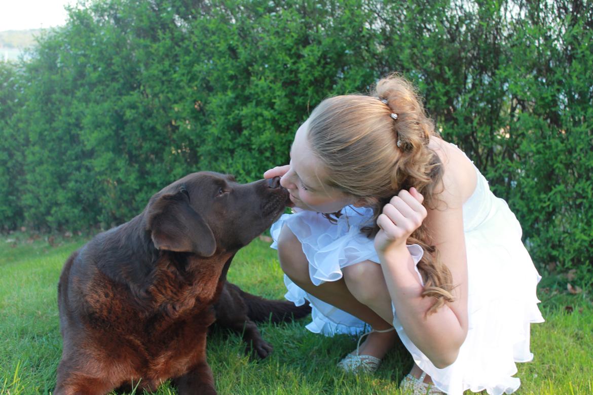 Labrador retriever Louie - Louie til min konfirmation billede 20