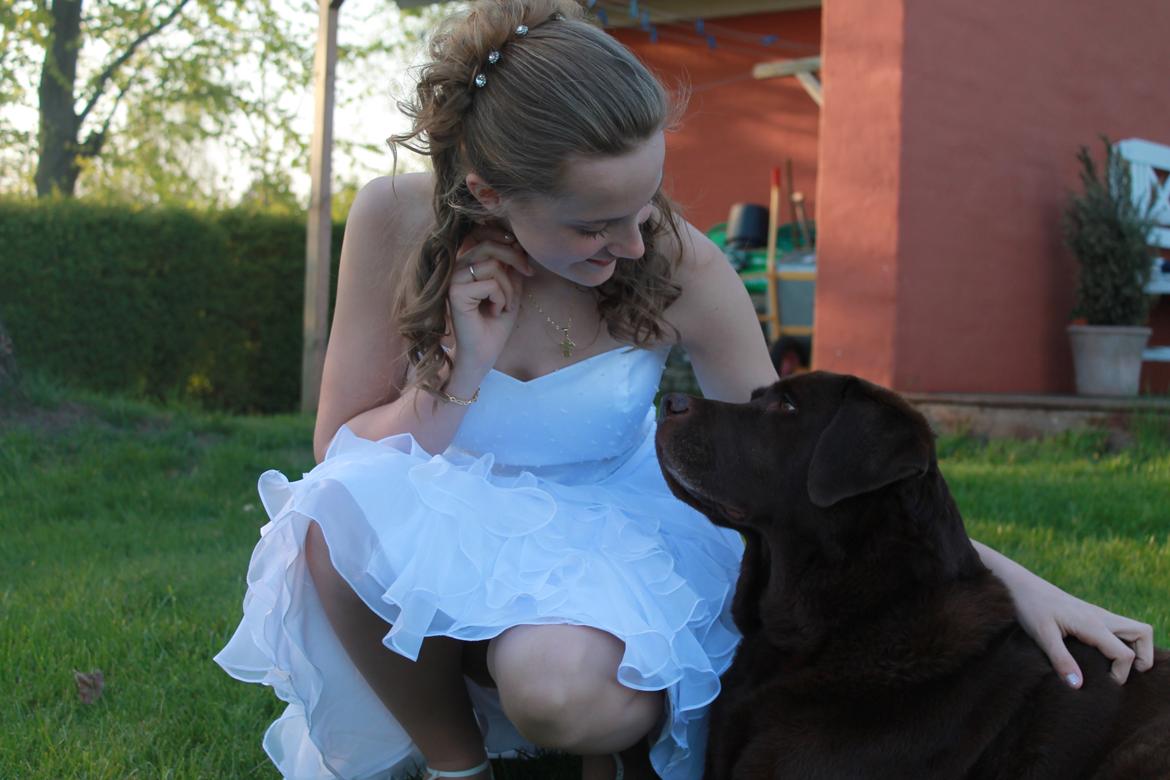 Labrador retriever Louie - Louie til min konfirmation billede 24