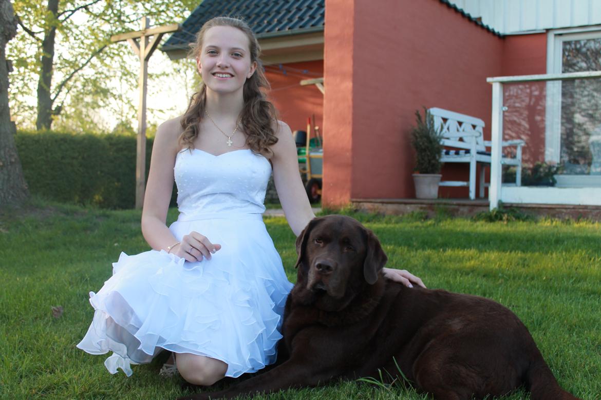 Labrador retriever Louie - Louie til min konfirmation billede 27