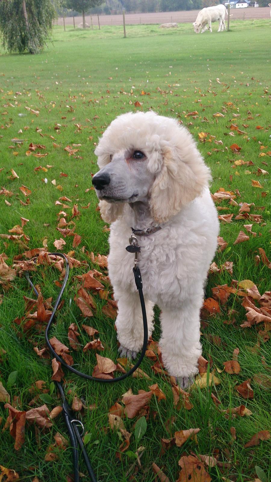 Storpuddel Tula billede 10