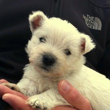 West highland white terrier Sodemarken's Lucky Luke - velkommen til Lucky profil:) billede 1