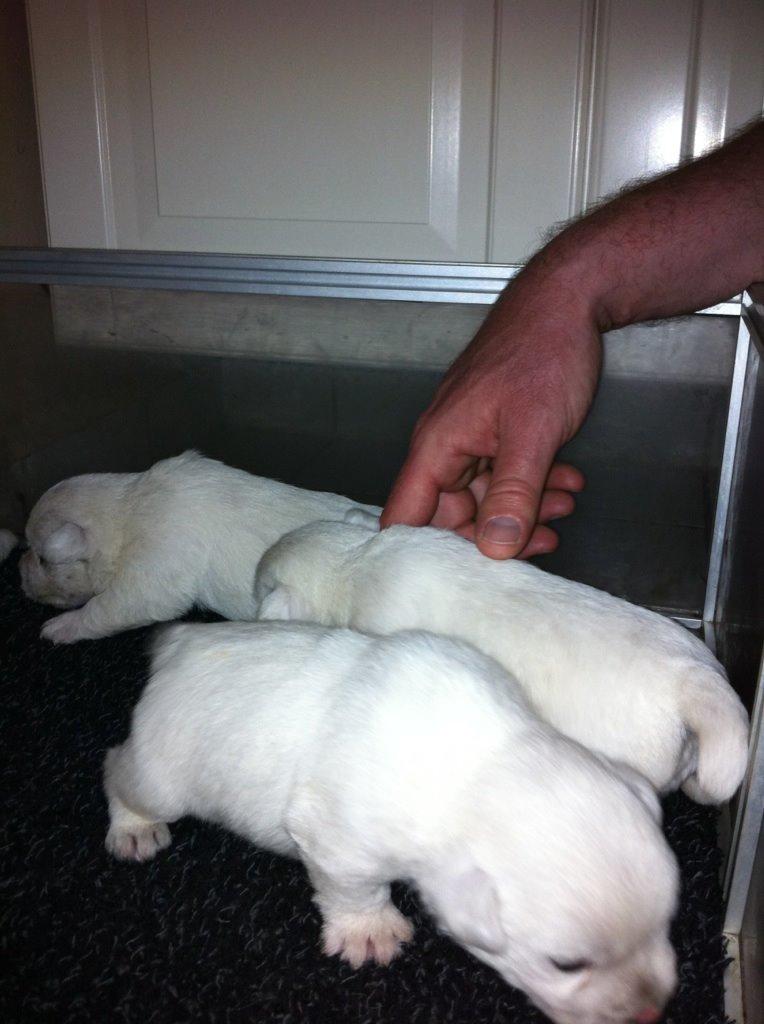 West highland white terrier Sodemarken's Lucky Luke - Fra føste gang vi var nede og besøge Lucky. billede 2