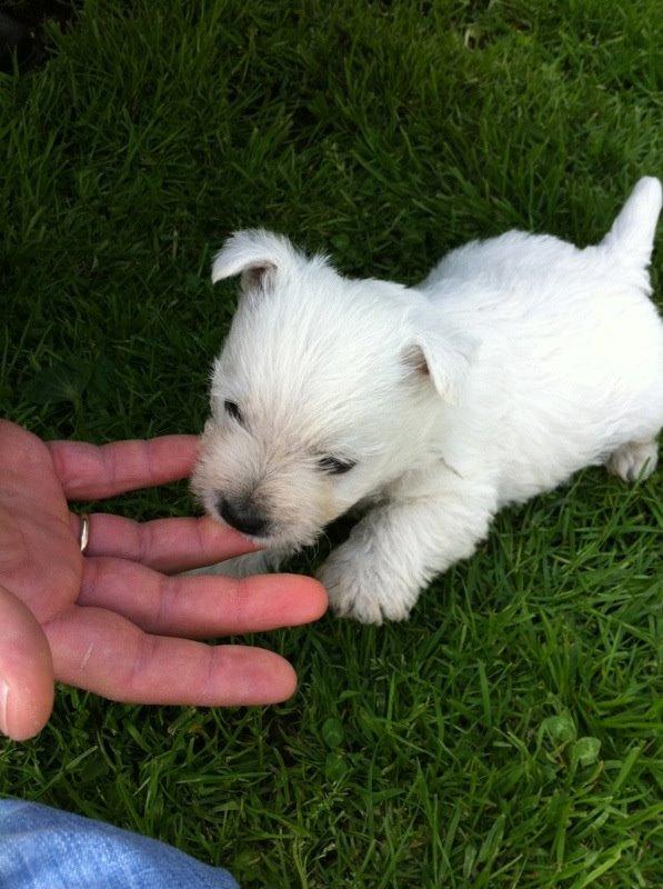 West highland white terrier Sodemarken's Lucky Luke - Anden gang vi besøgte Lucky. billede 3