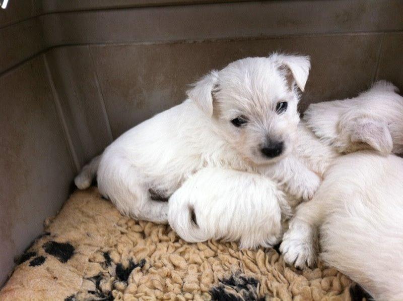 West highland white terrier Sodemarken's Lucky Luke billede 4