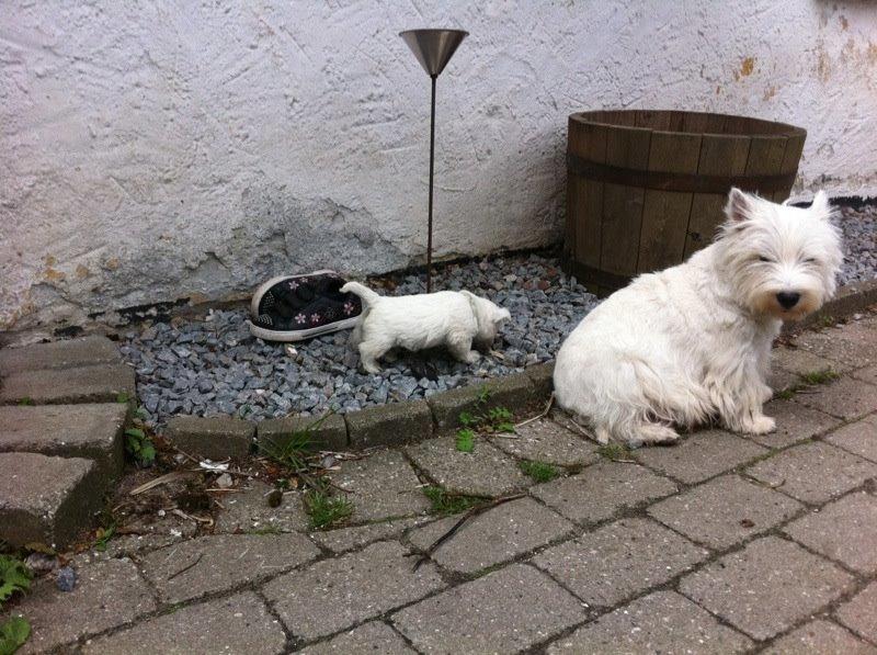West highland white terrier Sodemarken's Lucky Luke billede 5