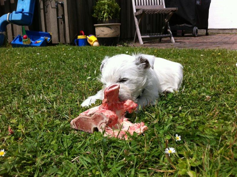 West highland white terrier Sodemarken's Lucky Luke - Første kødben, er man lige en glad hund:) billede 6