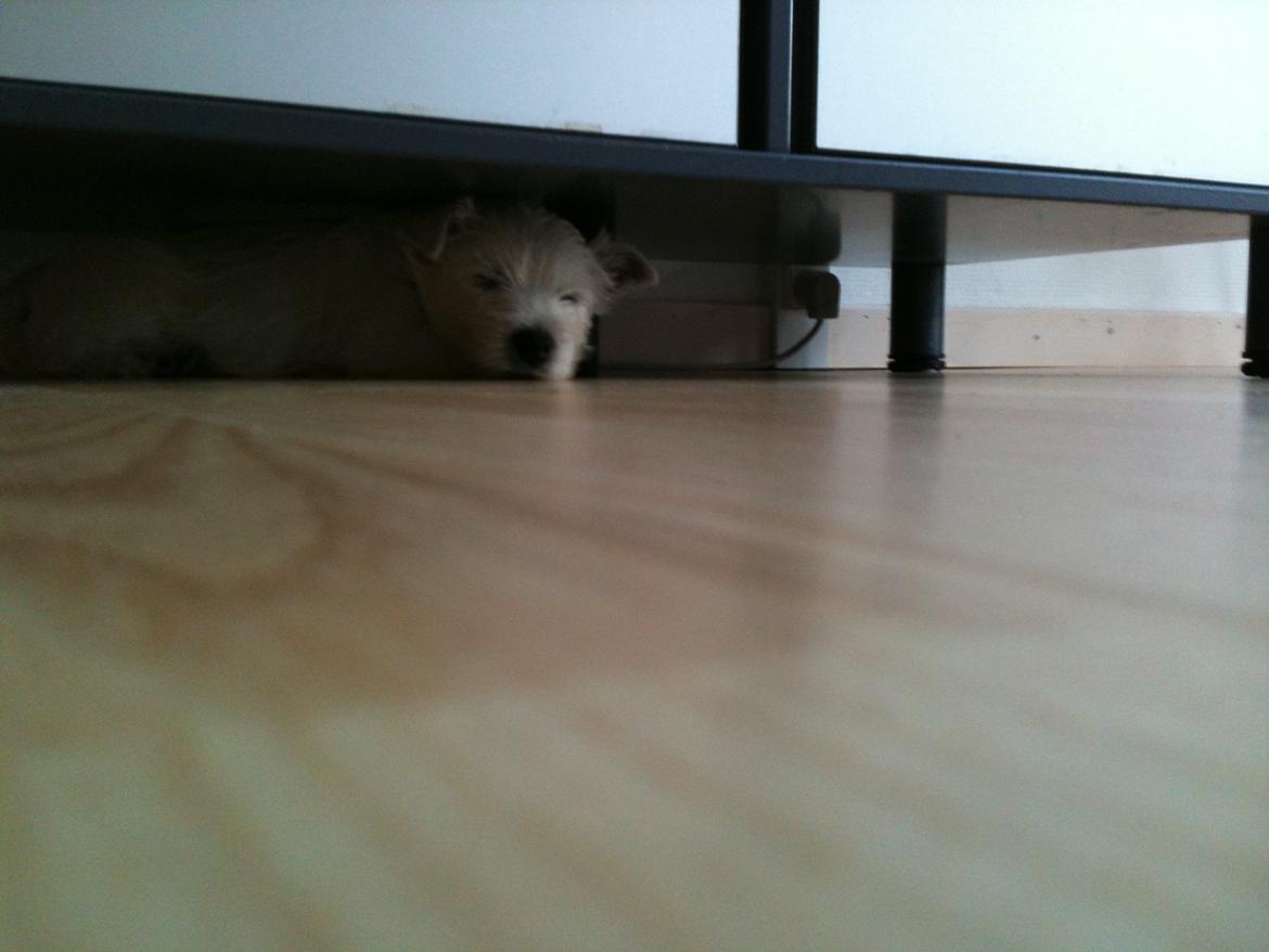 West highland white terrier Sodemarken's Lucky Luke - Ligger under akvariet!! længe leve små hunde;) billede 7