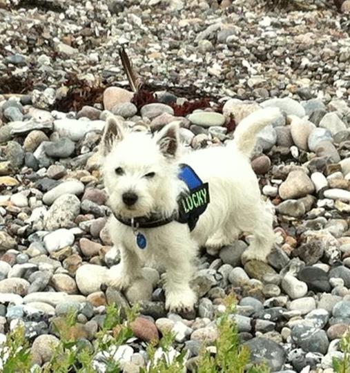 West highland white terrier Sodemarken's Lucky Luke billede 8