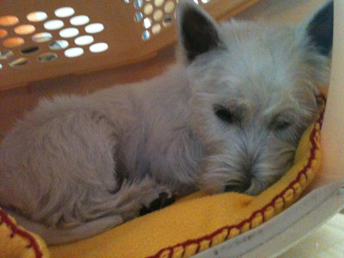 West highland white terrier Sodemarken's Lucky Luke - Man er lidt træt efter første trimning. billede 9