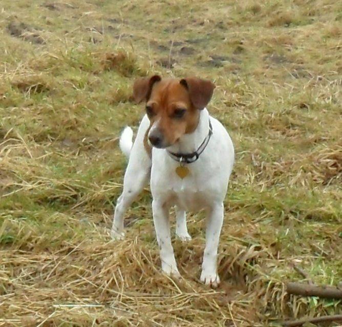Dansk svensk gaardhund Vaks - En tur på stranden, hver dag. billede 1