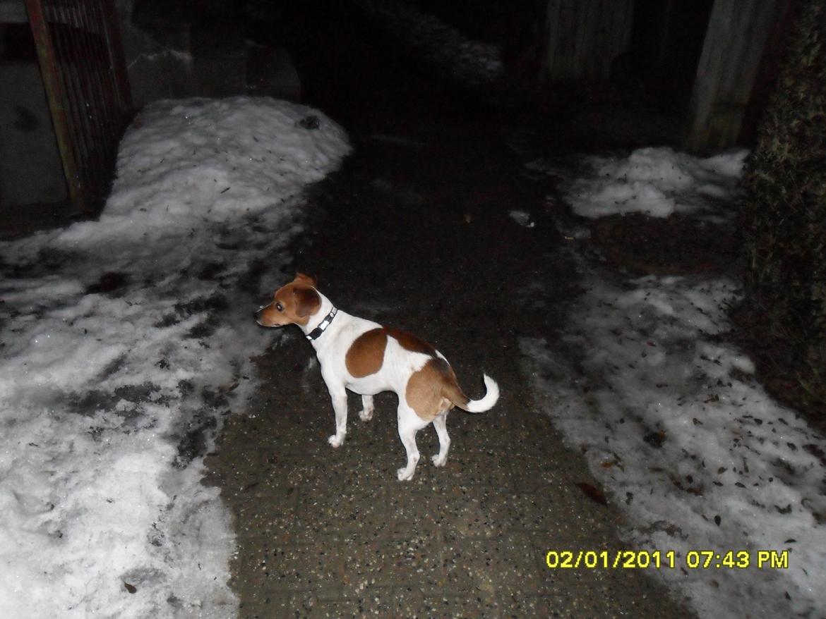 Dansk svensk gaardhund Vaks - Selvom det er vinter kan man jo godt være nysgerrig. billede 2